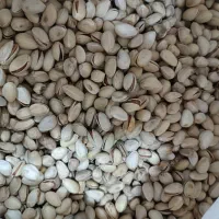 پسته امسالی|عمده‌فروشی|اردکان, |دیوار