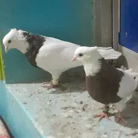 ستا طوقی خوب|پرنده|برازجان, |دیوار