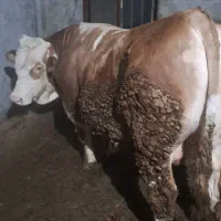 گوساله سیمیتال