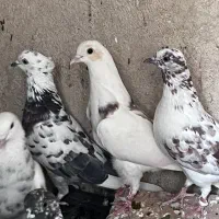 کفتر بوم