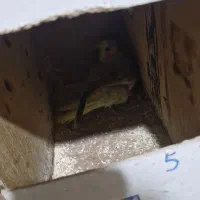 عروس هلندی مولد|پرنده|مشهد, موعود|دیوار