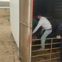 گوسفند های دوقلوزا بزهای وارداتی بزغاله انواع دام