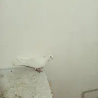 قرمز نشان فیلی و دورح|پرنده|نمین, |دیوار