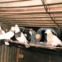 کفتر طوقی فنچ|پرنده|ری, حمزهآباد|دیوار