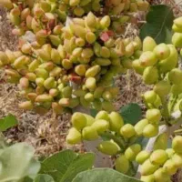 مشاوره تخصصی کاشت و برداشت پسته افزایش عملکرد باغ