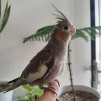 عروس هلندی گم شده
