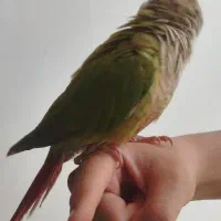 طوطی گرینچیک