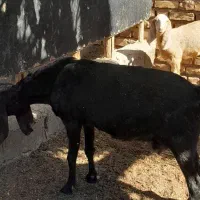 بزبادوتاکهره|حیوانات مزرعه|کرمان, |دیوار