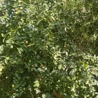 عناب تازه
