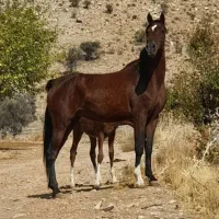 اسب کره نریان 5 نشان طلایی معاوضه با گوسفند موتور|اسب و تجهیزات اسبسواری|شیراز, دانشکده دامپزشکی شیراز|دیوار