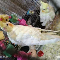 عروس هلندی تخم گزار|پرنده|تبریز, |دیوار