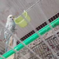 مرغ عشق ماده