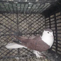 کبوتر پلاس سرخ پاپر سرور.پرخال سیاه