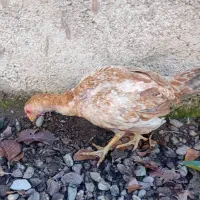 جوجه لاری مرغ