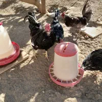 خروس ومرغ گلین چهل تاج ریش دار|حیوانات مزرعه|پاکدشت, پاکدشت (مامازند)|دیوار