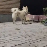 سگ پاکوتاه نر