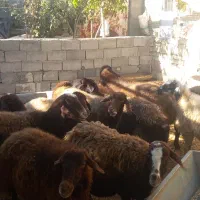 میش ابستن