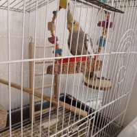 عروس هلندی نر