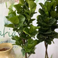 گل ایرانا گیاه مقاوم