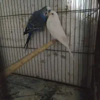 مرغ عشق های مولد و فنچ های کینگ ماده|پرنده|خرمدره, |دیوار