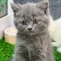 گربه|گربه|تبریز, |دیوار