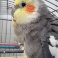 عروس هلندی|پرنده|طبس, |دیوار