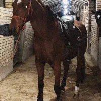 اسب نریون دوسر خارجی