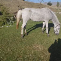 اسب مادیان
