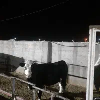 خریدوفروش گاو وگوساله کلچه