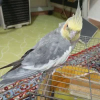 عروس هلندی|پرنده|فلارد, |دیوار