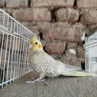 عروس هلندی