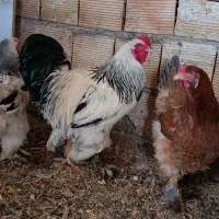 مرغ وخروس برهما رسمی جوجه برهما|حیوانات مزرعه|کرج, خرمدشت|دیوار