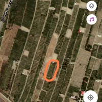 باغ انگور و درخت