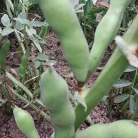 باقالی محلی