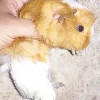 خوکچه هندی|موش و خرگوش|کرج, کوی گلها|دیوار