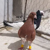 کفتر شهری خوشرنگ سرخ وزرد یال سیاه چپ الماسی سوسنی