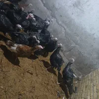 بوقلمون|حیوانات مزرعه|نوشین شهر, |دیوار