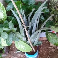 مجله|کتاب و مجله ادبی|سرپل ذهاب, |دیوار