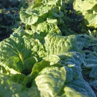 کاهوسفیدروغنی درجه یک