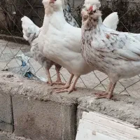 جوجه گلین اصیل|حیوانات مزرعه|قرچک, پویینک|دیوار