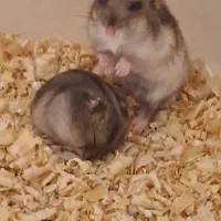 همستر کمپل|موش و خرگوش|تهران, نیروی هوایی (پیروزی)|دیوار