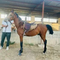نریون درشوری با شجره