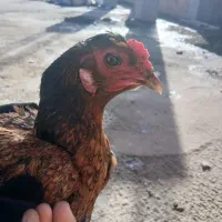 مرغ و خروس|حیوانات مزرعه|مینودشت, |دیوار