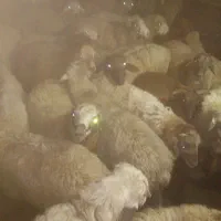 ۵۰ رس بره نر بفروش میرسد|حیوانات مزرعه|تالش, تالش|دیوار