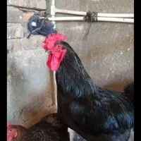 خروس ومرغ سیاه ورنگی پیک درمحل ذبح رایگان