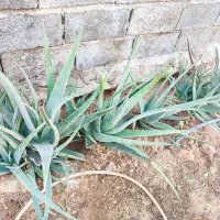 گیاه آلوئه ورا|گل و گیاه طبیعی|امیدیه, |دیوار