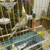 عروس هلندی اهلی|پرنده|سلماس, |دیوار