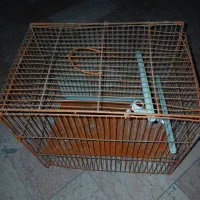 دانه پرنده