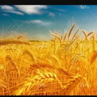 600 کیلو بذر گندم کریم