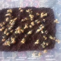 حلزون تراپی